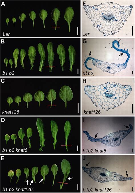 Control Of Arabidopsis Leaf Morphogenesis Through Regulation Of The