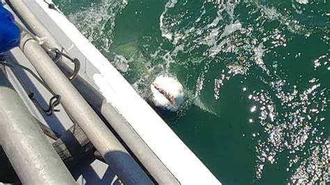Great White Shark Caught Off The Coast Of Virginia Beach Fox8 Wghp