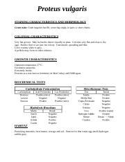 Proteus Vulgaris Information Sheet Updated 01 15 16 Docx Proteus