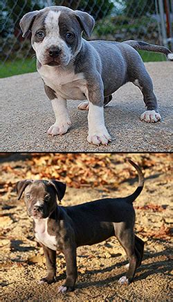 Our pitbull kennel has produced pit bull puppies living in ct cities such as stamford, hartford, waterbury, bridgeport, and new haven, ct. Gottiline bully style pitbull puppies for sale in Hartford ...