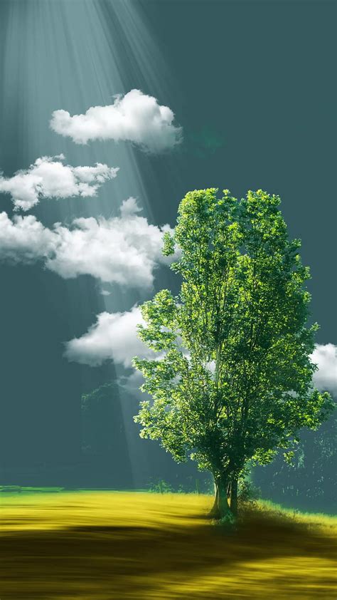 1080p Free Download Lonely Green Tree Clouds Green Tree Nature