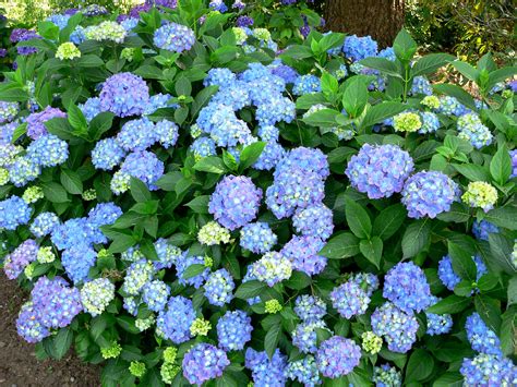 Photo 11822 Hydrangea Macrophylla Blauer Prinz Plant Lust