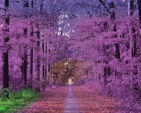 Forming Purple Autumn By Candyrockz On Deviantart