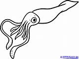 Squid Coloring Drawing Cartoon Draw Giant Cute sketch template