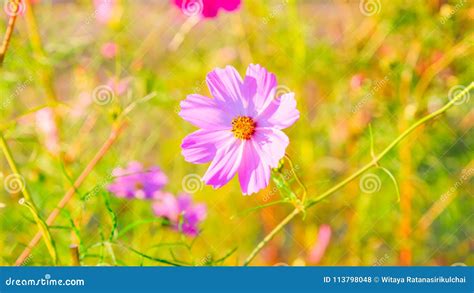 Pink Cosmos Flowers Or Daisy Flowers Under Sunlight Stock Photo