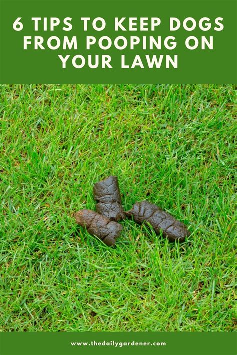 How Do You Stop Dogs From Pooping On Your Lawn