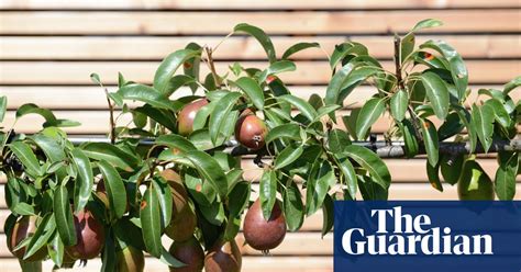 How To Prune Summer Fruiting Trees Gardening Advice The Guardian