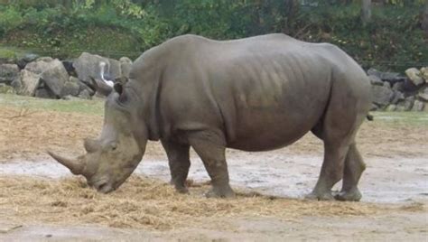 Gambar badak binatang hewan gambar. 40 Gambar Badak, Binatang Besar nan Eksotis yang Terancam ...