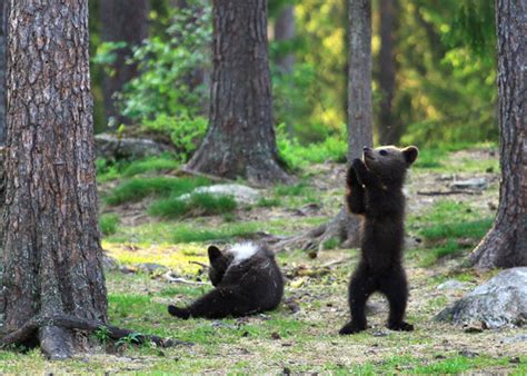 Photographer Captures The Cutest Bear Cubs Dance In A Circle