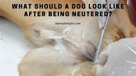 What Should A Dog Look Like After Being Neutered 9 Clear Facts