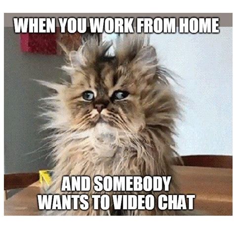 Video Chat Cat Work Humor Working From Home Work Memes