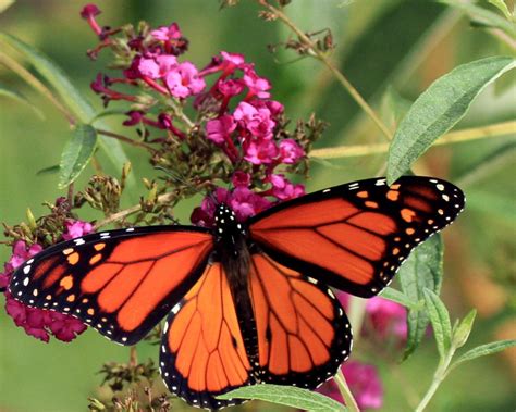 Monarch Butterflies Migrate Through Iowa Iowa Natural Heritage Foundation