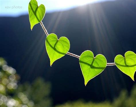 Natural Love Wonderful Sunlight Happy Heart Shape Green Love