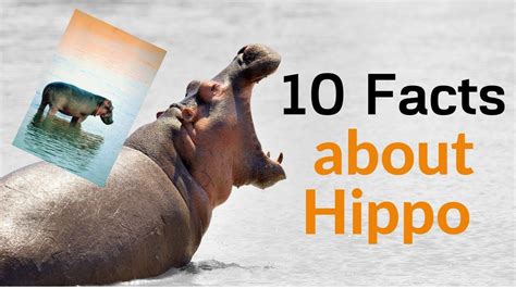 10 Facts About Hippo Hippo Facts Facts Hippo