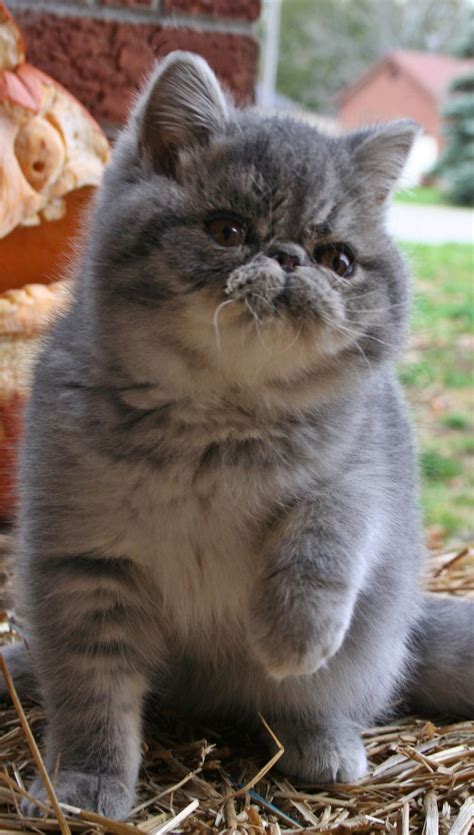 Exotic Shorthair Persian Cat Types Pets Lovers