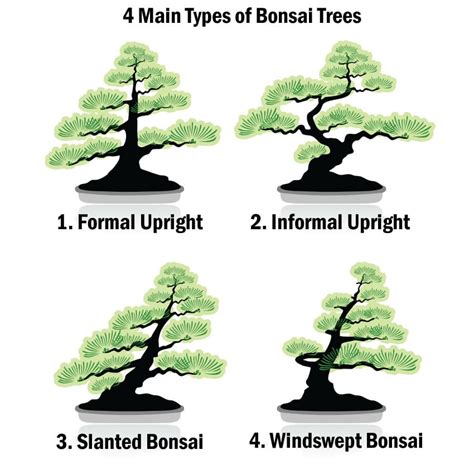 13 Types Of Bonsai Trees By Style And Shape Plus Pictures Tendig