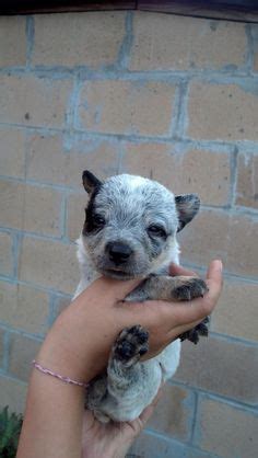 The cheapest offer starts at $ 150. Puppies and Babies on Pinterest | Australian Cattle Dog, Puppys and Pitbull