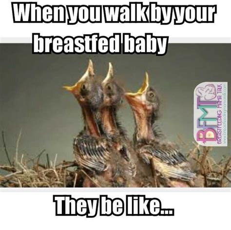 40 memes that perfectly capture the hilarity that is breastfeeding artofit