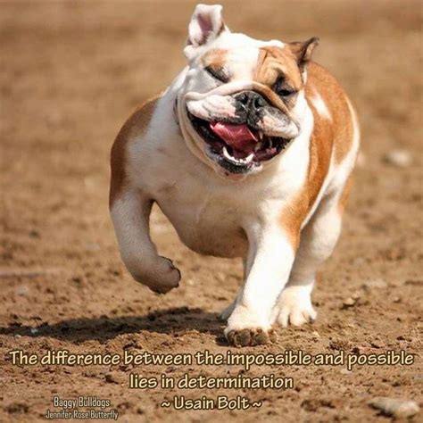 It can be used in your floor scrubber, a spray bottle or in a bucket. 193 best Bulldog Quotes images on Pinterest | Bulldog quotes, English bulldogs and Bullies