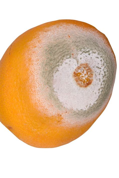 Mold On The Peel Of A Rotten Orange Stock Photo Image Of Peel