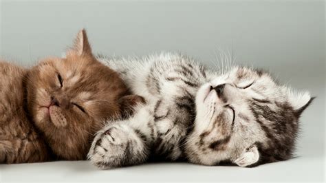wallpaper kittens cats cute  animals