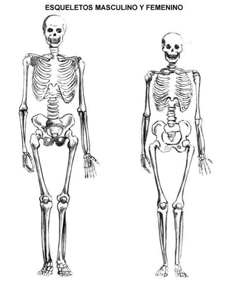 Diferencias Entre El Esqueleto Femenino Y Masculino Esqueleto Humano