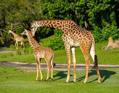 Meet Humphrey Baby Giraffe Joins Tower On Kilimanjaro Safaris