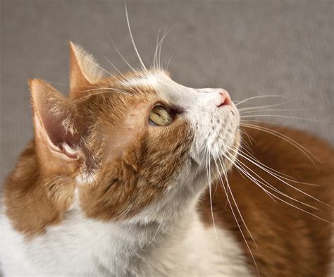 Profile Of A Red Tabby