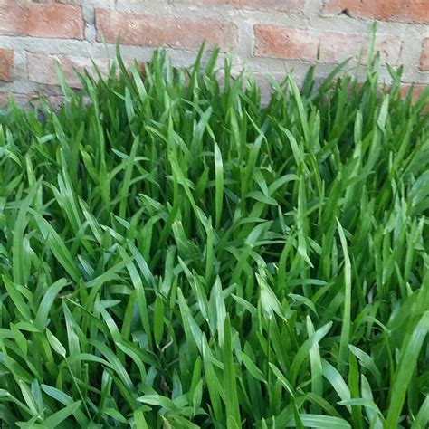 Axonopus Compressus Tropical Carpet Grass In Gardentags Plant Encyclopedia