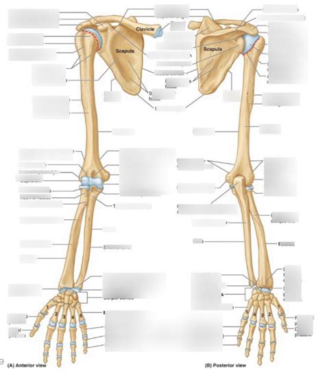 Upper Extremity Bones
