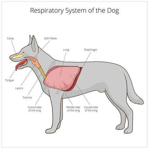 If your dog has a heart rate outside the normal range, contact your veterinarian immediately. Dog Breathing Fast? Heavy Panting & Shallow Breathing Causes