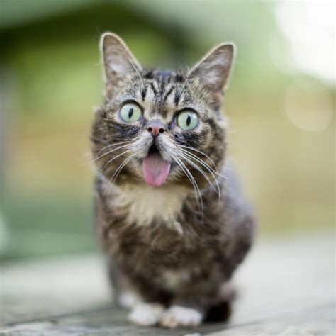 Primarily denotes the tongue lolling out, often unintentionally. Cat With Tongue Out Pictures, Photos, and Images for ...