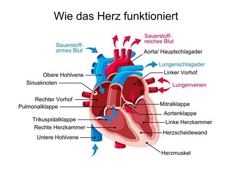 Wie Funktioniert Das Herz Schwabe Austria