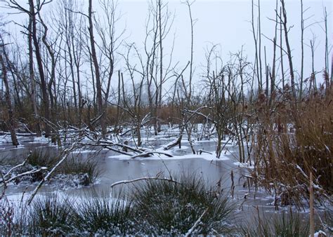 Free Images Landscape Tree Water Nature Forest Marsh Wetlands