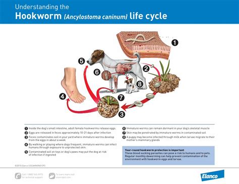 Pdf 34886 Hookworm Life Cycle Contentful · Understanding The