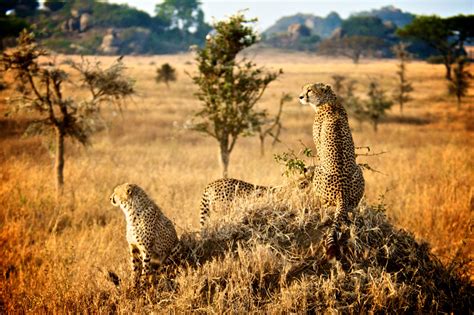 Tanzania Safari Game Drives See African Wildlife Up Close Proud