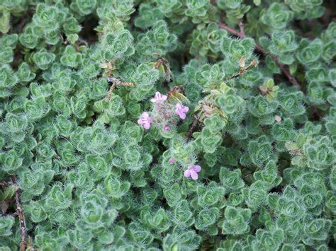 Woolly Thyme Care How To Grow Woolly Thyme Plants