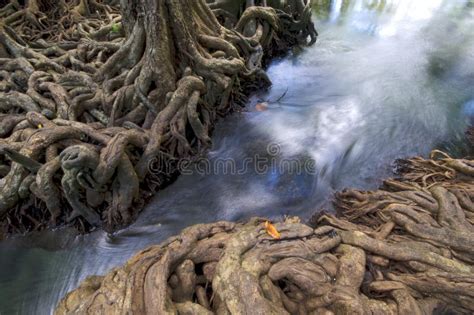 Waterfall Tree Stock Photo Image Of Beam Roots Cascade 48667772
