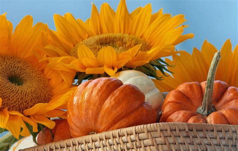 Fall Harvest Pumpkin Sunflower Wallpapers Top Free Fall Harvest