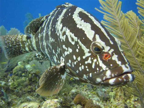 Nassau Grouper Profile Traits Diet Breeding Facts Seafish