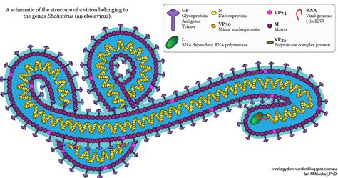 Scientific research has led to the development of numerous types of vaccines that safely elicit immune responses that protect against infection, and researchers continue to investigate novel vaccine strategies for prevention of existing and emerging infectious diseases. » Le Virus Ebola, et l'épidémie 2014