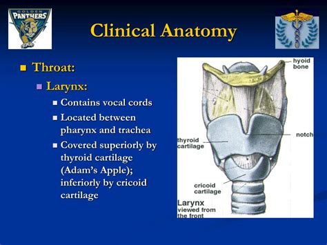 Ppt Face And Related Structures Anatomy Powerpoint Presentation Id
