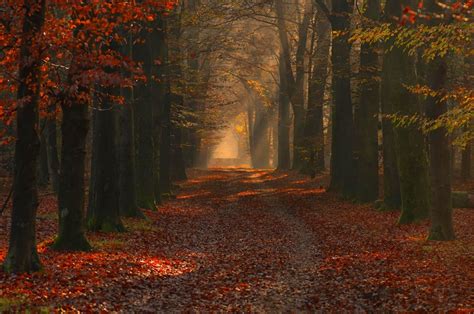Nature Landscape Photography Forest Path Red Leaves Fall Trees Sun Rays