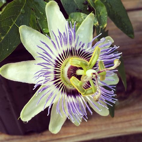 Passion Flower Vine Passion Vines Purple Pictured Right Are A Tender