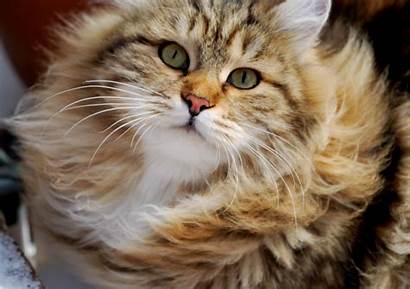 Cat Siberian Windy Cats Weather Wallpapers Animals