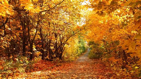 Yellow Leaves On Road Between Autumn Falll Leafed Trees Branches Hd