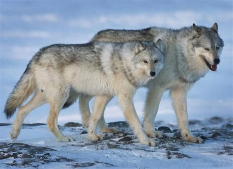 What Are Male And Female Wolves Called Opera Residences
