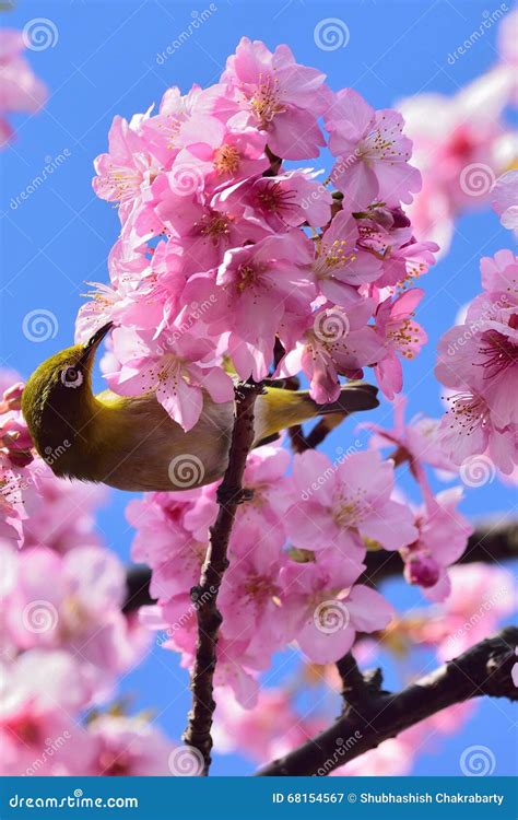 Japanese White Eye On A Pink Cherry Blossom Tree Stock Image Image Of