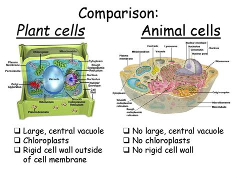 Difference Between Plant Cell And Animal Cell Ppt Todhigh Com