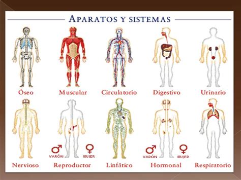 Anatomía Y Fisiología Humana Conceptos